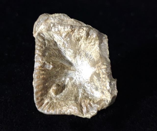 Goniophyllum pyramidale (HISINGER 1831) - Bild © FossNet FossilienStore